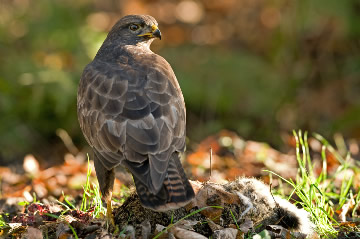 buizerd (Buteo buteo)